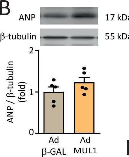 MUL1 Antibody - BSA Free