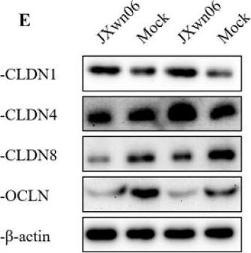 Claudin-8 Antibody - BSA Free