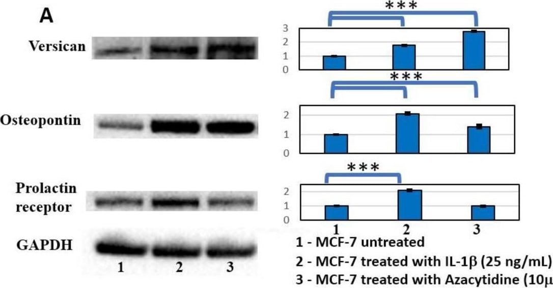 Osteopontin/OPN Antibody - BSA Free
