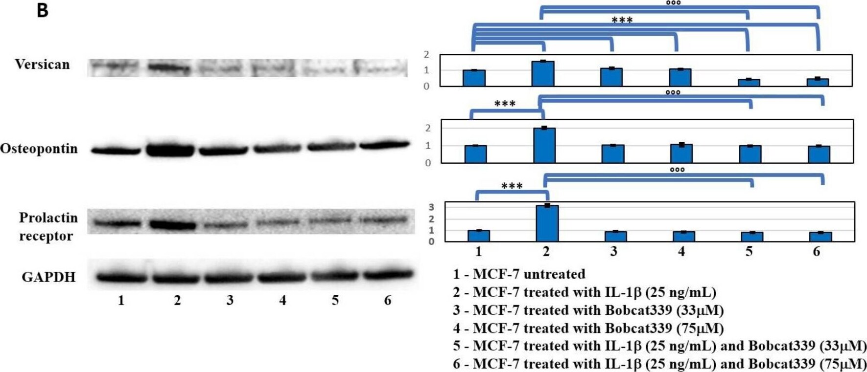 Osteopontin/OPN Antibody - BSA Free
