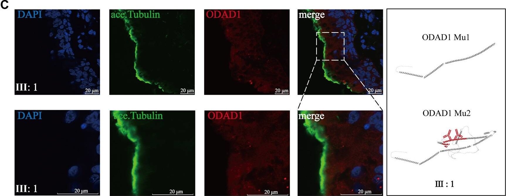 CCDC114 Antibody - BSA Free