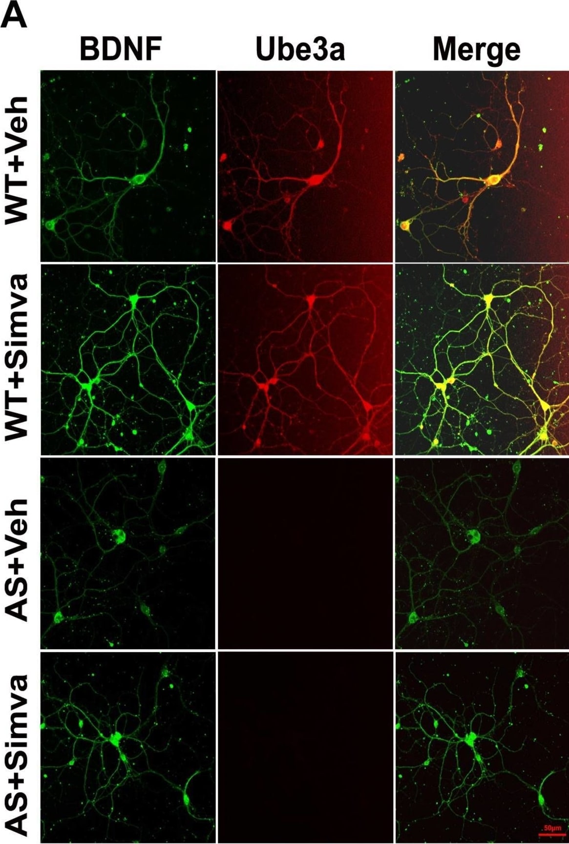 BDNF Antibody - BSA Free