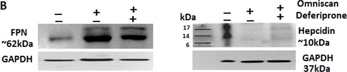 Hepcidin Antimicrobial Peptide Antibody - BSA Free