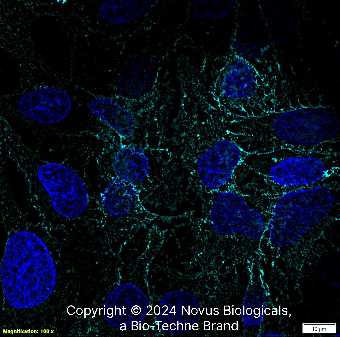 MCT1/SLC16A1 Antibody [Alexa Fluor® 647]