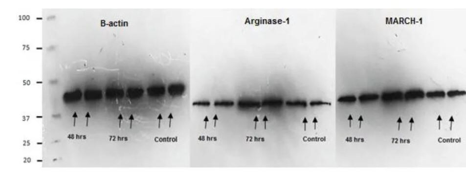 MARCH1 Antibody