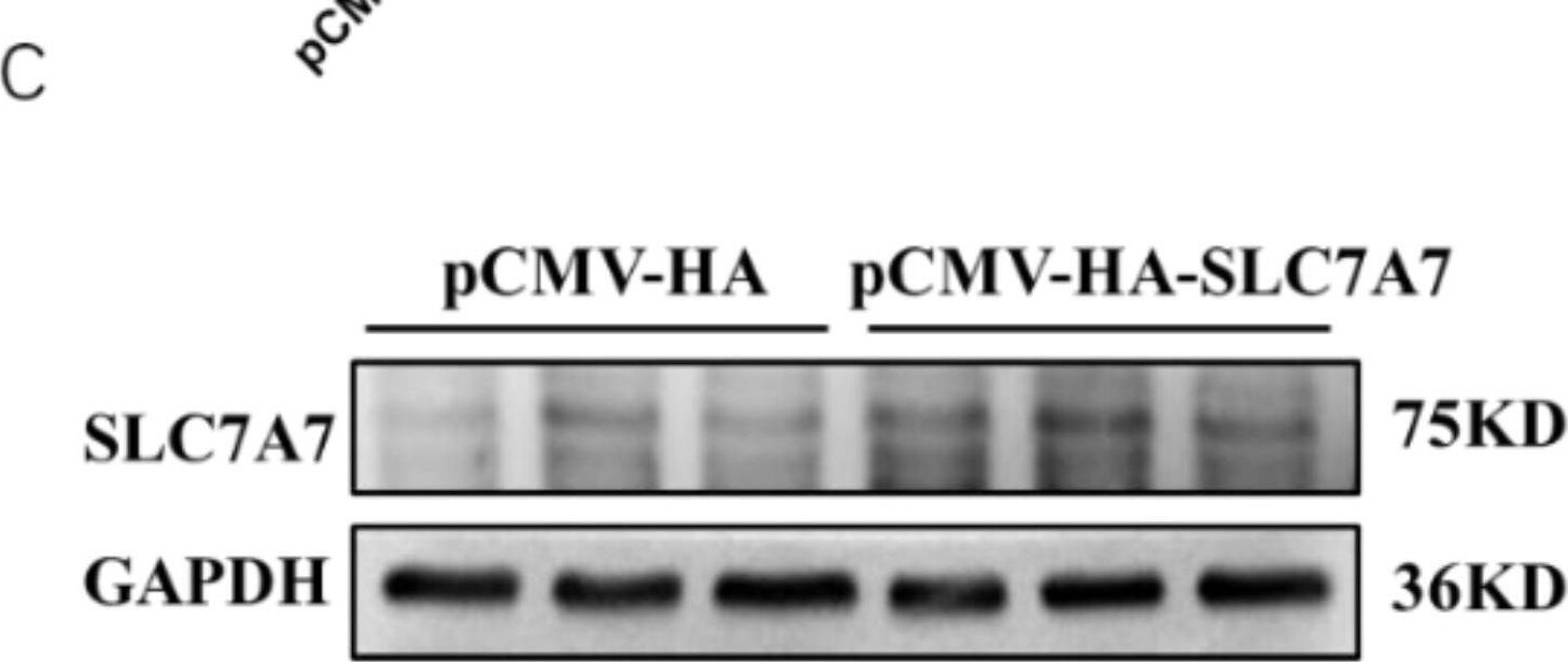 SLC7A7 Antibody - BSA Free