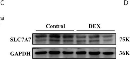 SLC7A7 Antibody - BSA Free
