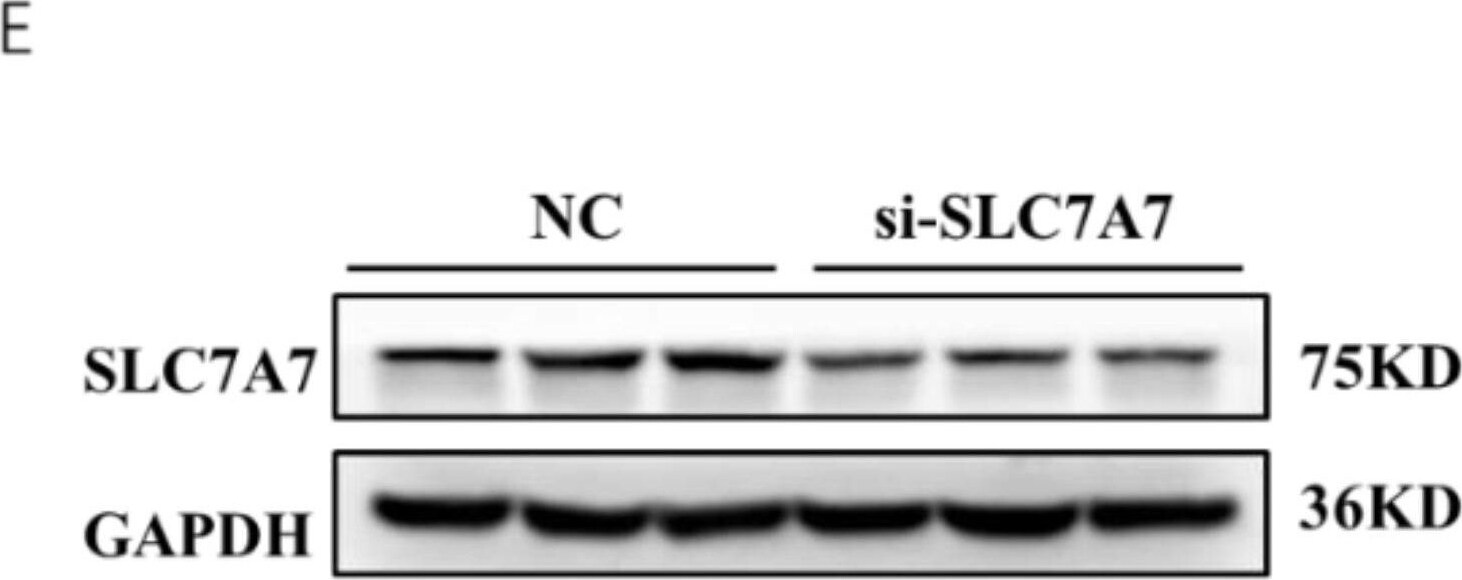 SLC7A7 Antibody - BSA Free