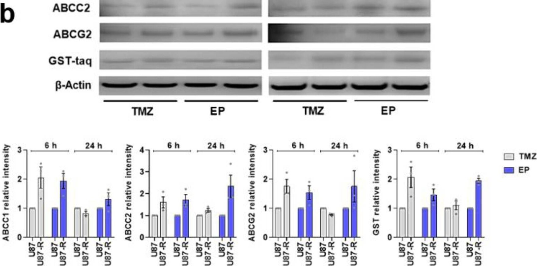 MRP2 Antibody - BSA Free