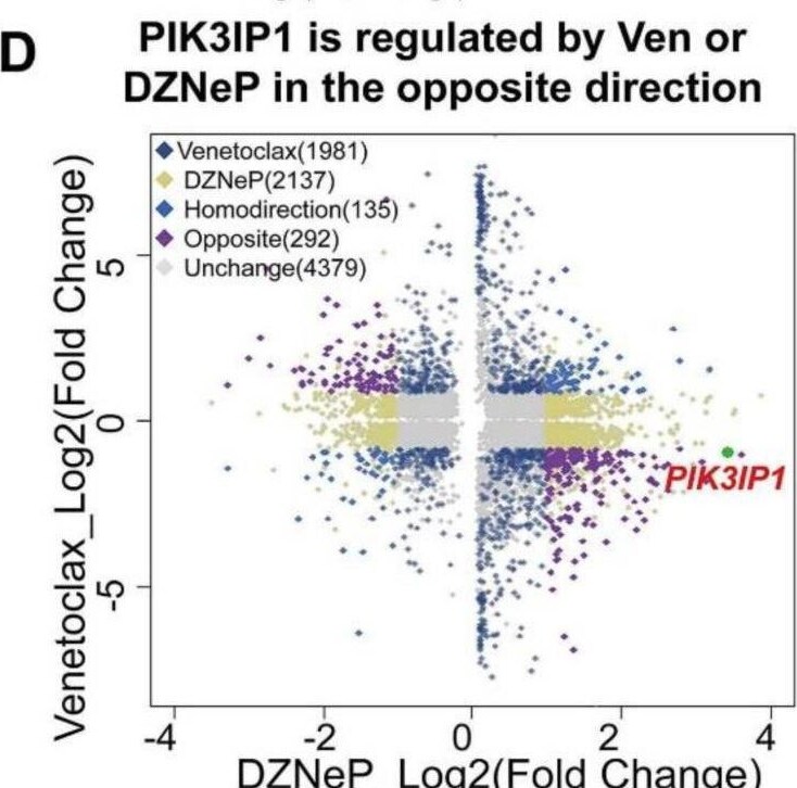 PIK3IP1 Antibody - BSA Free