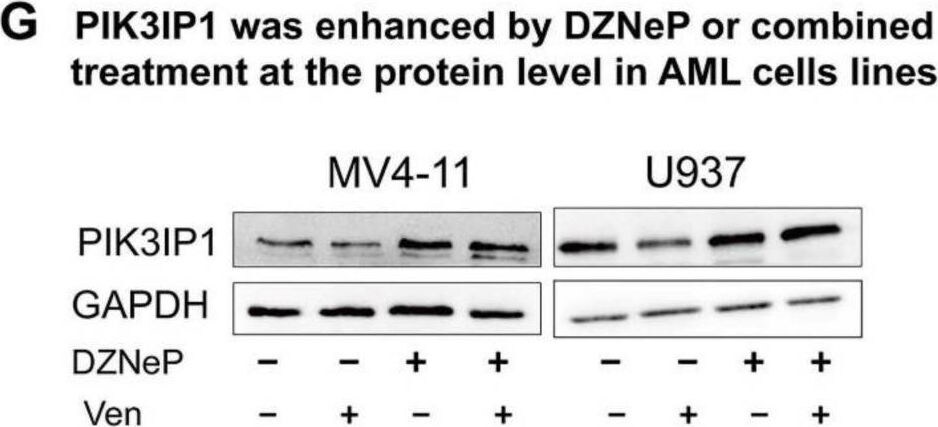 PIK3IP1 Antibody - BSA Free
