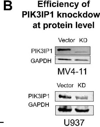 PIK3IP1 Antibody - BSA Free
