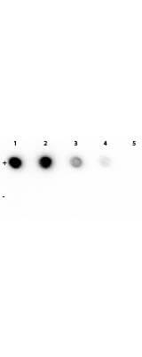 Rhodamine Antibody (11H10)