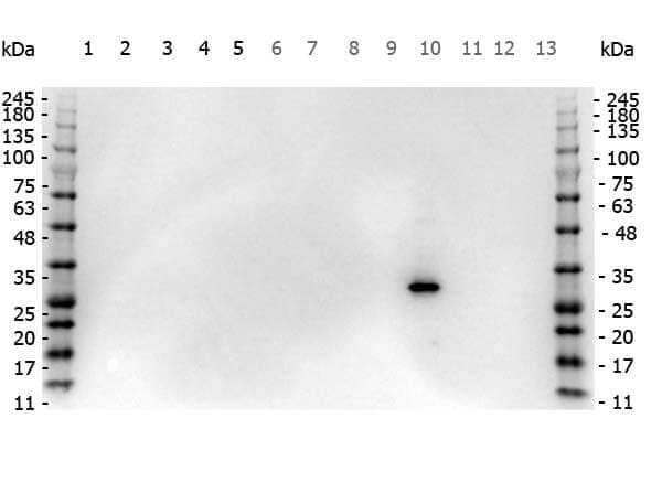 RFP Antibody