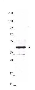 HA Tag Antibody