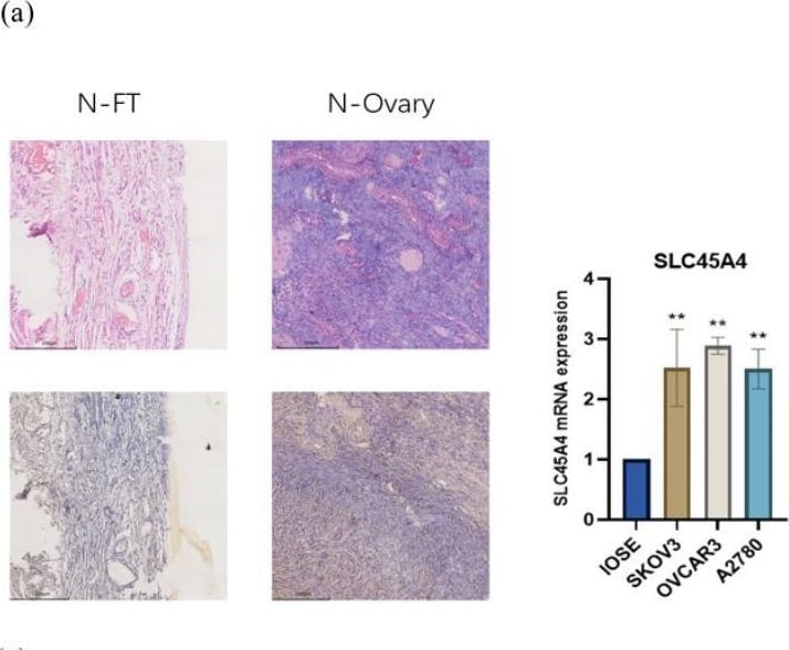 SLC45A4 Antibody