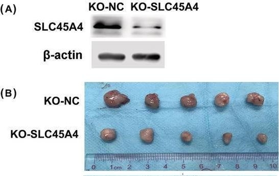 SLC45A4 Antibody