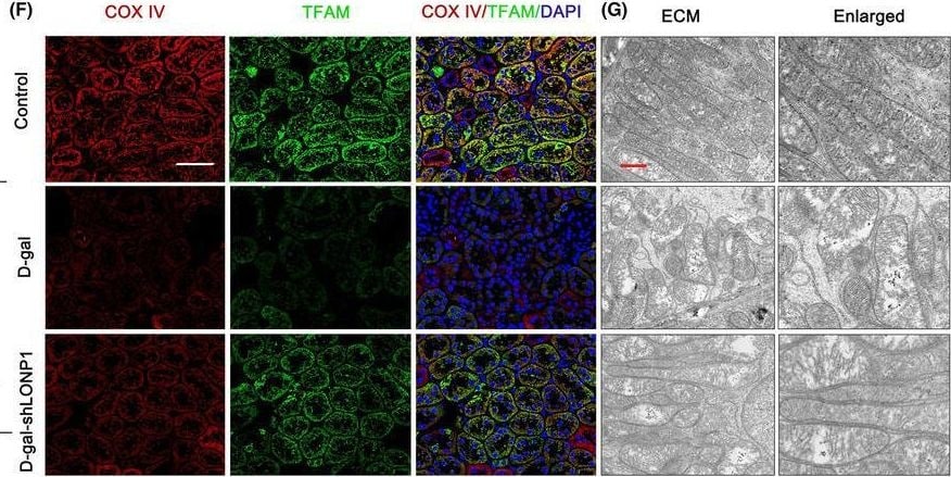 mtTFA Antibody (18G102B2E11) - BSA Free