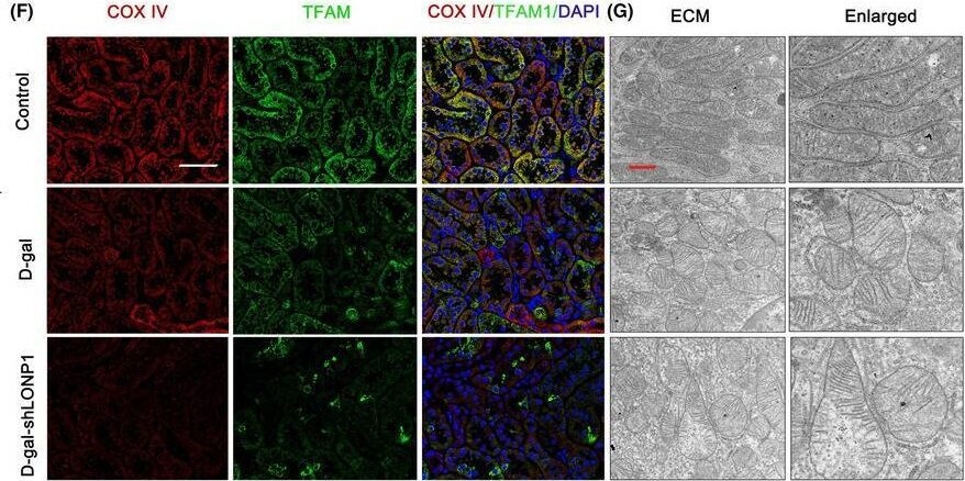 mtTFA Antibody (18G102B2E11) - BSA Free