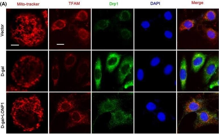 mtTFA Antibody (18G102B2E11) - BSA Free