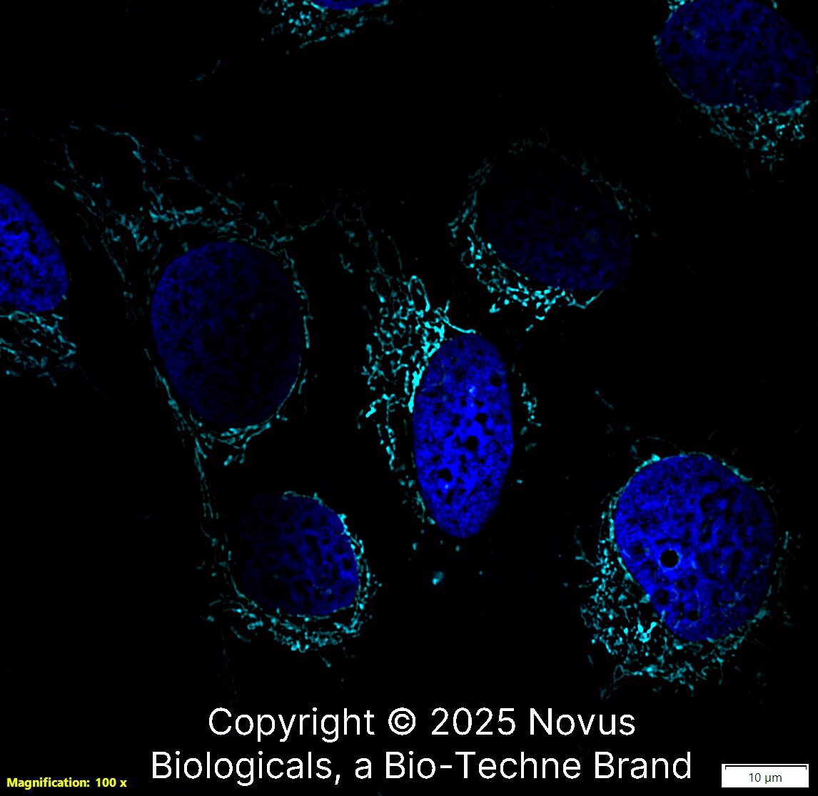 mtTFA Antibody (18G102B2E11) [Alexa Fluor® 647]