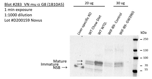 ABCG8 Antibody (1B10A5) - BSA Free