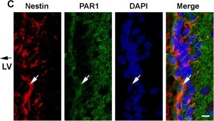 PAR1/Thrombin Receptor Antibody (N2-11)