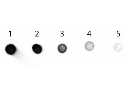 Donkey anti-Goat IgG (H+L) Secondary Antibody [Alkaline Phosphatase]