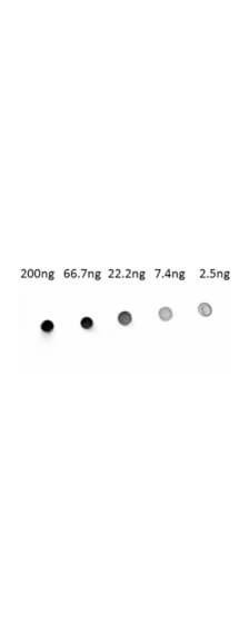 Goat anti-Human IgG (H+L) Secondary Antibody [Alkaline Phosphatase]