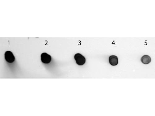 Sheep anti-Human IgG (H+L) Secondary Antibody [Alkaline Phosphatase]