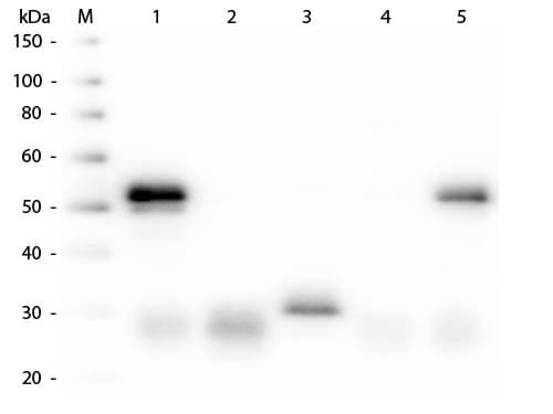 Donkey anti-Rabbit IgG (H+L) Secondary Antibody [Alkaline Phosphatase]