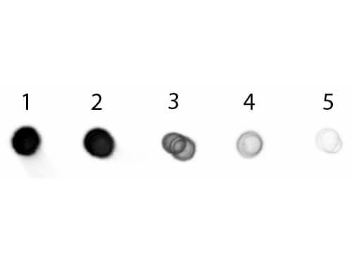 Goat anti-Porcine IgG (H+L) Secondary Antibody [Alkaline Phosphatase]