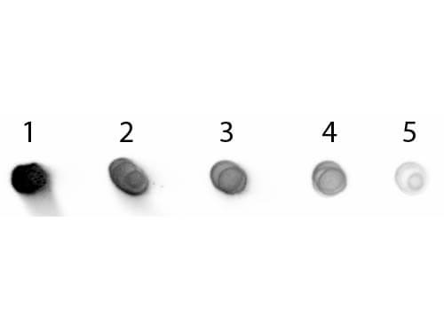 Goat anti-Human IgG (H+L) Secondary Antibody [Alkaline Phosphatase] (Pre-adsorbed)