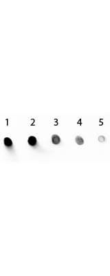 Rabbit anti-Mouse IgG1 Heavy Chain Secondary Antibody [Alkaline Phosphatase]