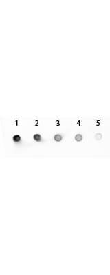 Rabbit anti-Mouse IgG2a Heavy Chain Secondary Antibody [Alkaline Phosphatase]