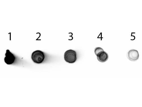 Rabbit anti-Mouse IgG2b Heavy Chain Secondary Antibody [Alkaline Phosphatase]