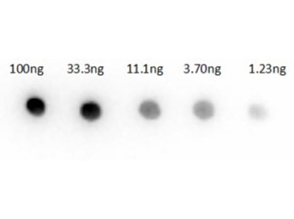 Goat anti-Rabbit IgG (H+L) Secondary Antibody