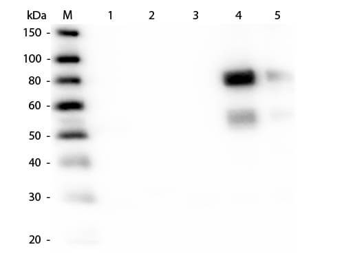 Rabbit anti-Rat IgM Heavy Chain Secondary Antibody