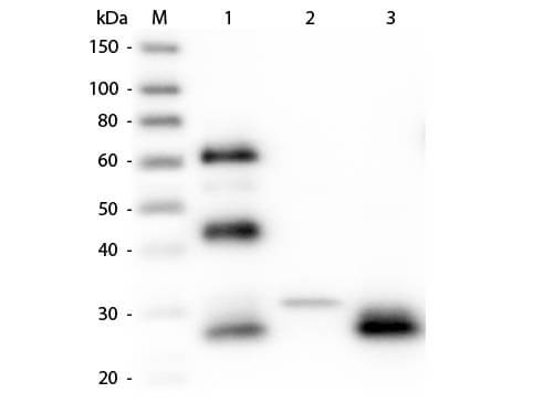Rabbit anti-Chicken IgG F(ab')2 Secondary Antibody