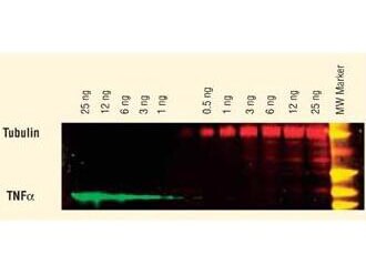 Donkey anti-Goat IgG (H+L) Secondary Antibody [DyLight 649] (Pre-adsorbed)