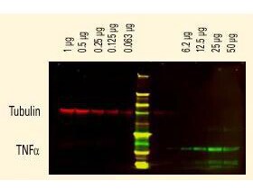 Goat anti-Human IgM Heavy Chain Secondary Antibody [DyLight 800]