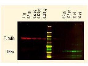 Goat anti-Mouse IgM Heavy Chain Secondary Antibody [DyLight 680]
