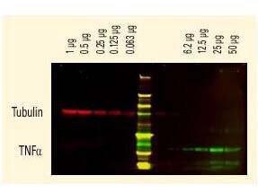 Rabbit anti-Mouse IgG1 Heavy Chain Secondary Antibody [DyLight 680]