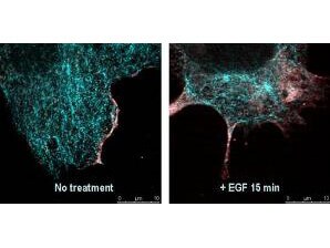 Goat anti-Rabbit IgG (H+L) Secondary Antibody [DyLight 488]