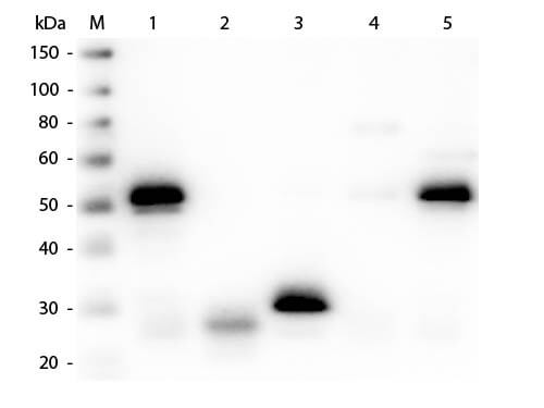 Sheep anti-Rabbit IgG (H+L) Secondary Antibody [DyLight 488] (Pre-adsorbed)