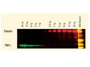 Donkey anti-Rabbit IgG (H+L) Secondary Antibody [DyLight 549] (Pre-adsorbed)