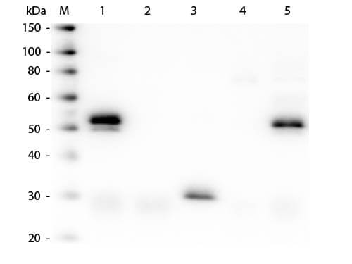 Donkey anti-Rabbit IgG (H+L) Secondary Antibody [DyLight 549] (Pre-adsorbed)
