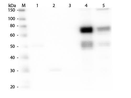 Goat anti-Rat IgM Heavy Chain Secondary Antibody [DyLight 680]