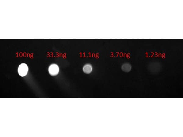 Goat anti-Human IgG Fc Secondary Antibody [FITC]