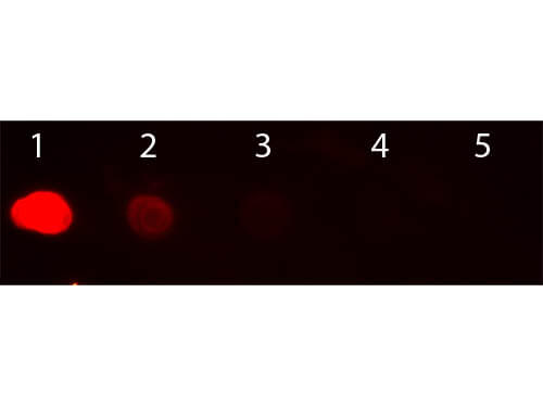 Goat anti-Human IgG Fc Secondary Antibody [Rhodamine] (Pre-adsorbed)